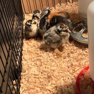 Meet your Posher, Samantha